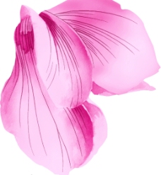 粉红花瓣图片