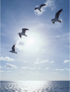 阳光下海鸥图片