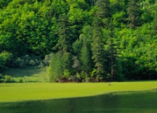 春天的湖水草綠图片