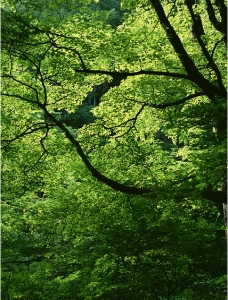 树木树叶树木绿叶图片