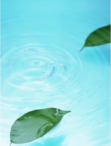 水中的绿叶图片