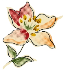 花朵PSD素材图片
