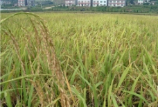 丰收的稻谷和漂亮的住房图片