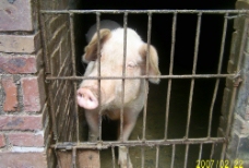 猪猪头图片