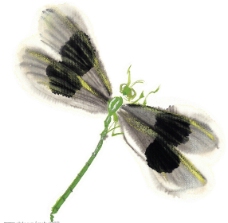 水墨风格的蜻蜓图片