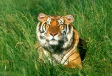 可爱的老虎图片