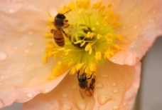 清晰蜜蜂采蜜图片