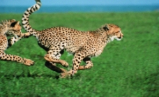 奔跑的豹图片