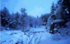雪之柔美图片