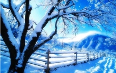 雪之柔美图片