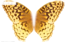 蝴蝶翅膀图片